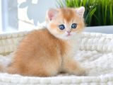 Ev ortamına alışkın Golden British Shorthair yavrumuz