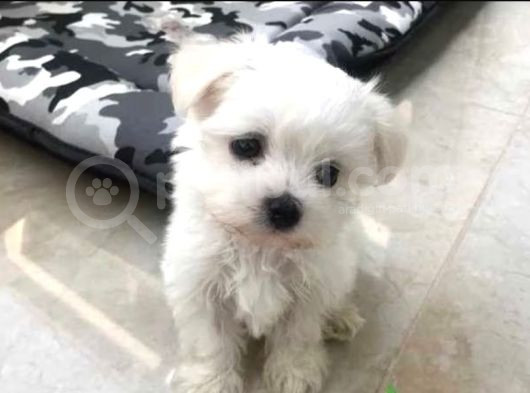 Kar Beyazı Maltese Bebeklerimiz görsel