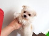 Mini Boy Maltese Terrier