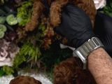 Redbrown Irk Kilo Ve Sağlık Garanti Kore Poodle Yavrular