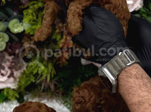 Redbrown Irk Kilo Ve Sağlık Garanti Kore Poodle Yavrular görsel