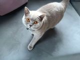 Gri Scottish Fold  British Shorthair Yavrular