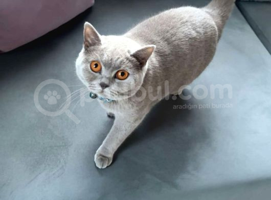 Gri Scottish Fold  British Shorthair Yavrular görsel