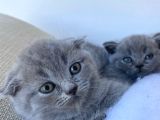 Gri Scottish Fold  British Shorthair Yavrular