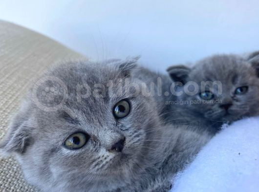 Gri Scottish Fold  British Shorthair Yavrular