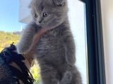 Gri Scottish Fold  British Shorthair Yavrular