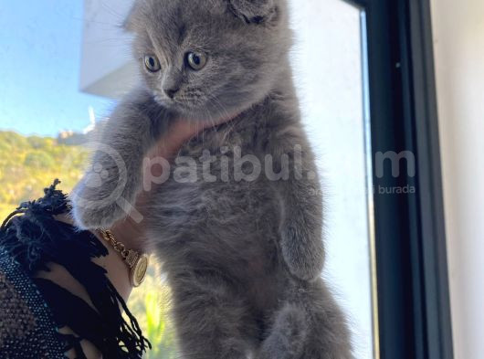 Gri Scottish Fold  British Shorthair Yavrular görsel