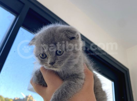 Gri Scottish Fold  British Shorthair Yavrular görsel