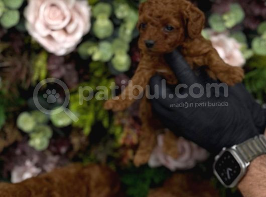 Redbrown Irk Kilo Ve Sağlık Garanti Kore Poodle Yavrular görsel