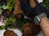 Redbrown Irk kilo ve sağlık garanti kore poodle yavrular