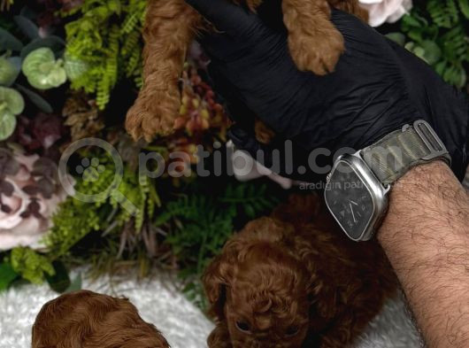 Redbrown Irk Kilo Ve Sağlık Garanti Kore Poodle Yavrular