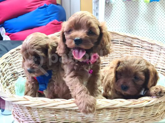 Gerçek Cavapoo Yavru Mu Ariyorsunuz görsel