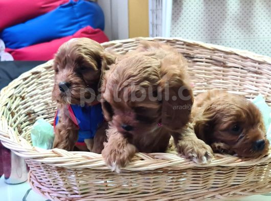 Gerçek Cavapoo Yavru Mu Ariyorsunuz görsel