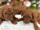Redbrown Irk Kilo Ve Sağlık Garanti Kore Poodle Yavrular