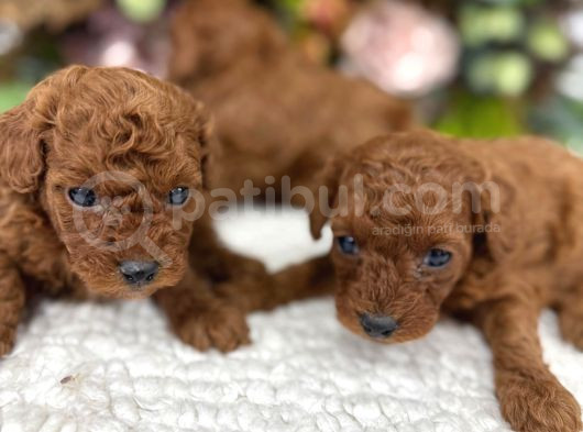 Redbrown Irk Kilo Ve Sağlık Garanti Kore Poodle Yavrular görsel
