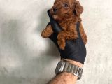 Kore Teacup Toy Poodle Dark Redbrown Yavrularım