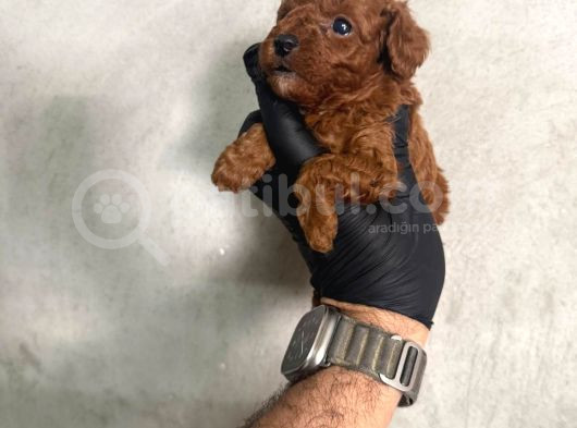 Kore Teacup Toy Poodle Dark Redbrown Yavrularım