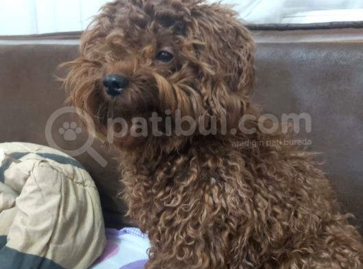 Damızlık Dişi Kore Poodle