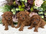 Redbrown Irk Kilo Ve Sağlık Garanti Kore Poodle Yavrular