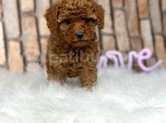 Red Brown Kizil Orji̇nal Toy Poodle Yavrular görsel