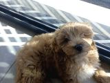 Maltipoo 4 Ay