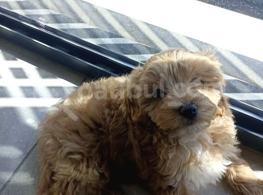Maltipoo 4 Ay görsel