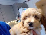 Maltipoo 4 ay