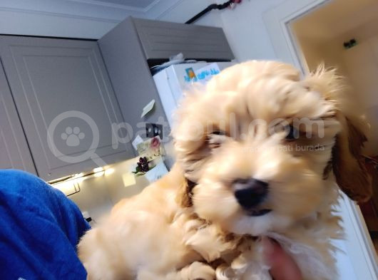 Maltipoo 4 Ay