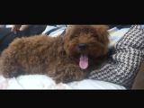Damızlık Dişi Kore Poodle