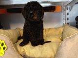 Nadi̇r Bulunan Renk Chocolate Toy Poodle
