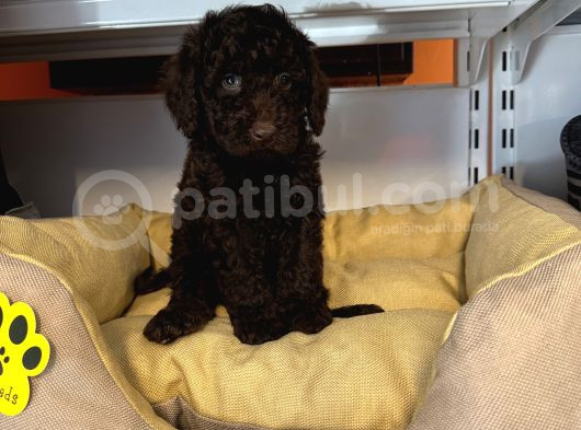 Nadi̇r Bulunan Renk Chocolate Toy Poodle görsel