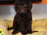 Nadi̇r Bulunan Renk Chocolate Toy Poodle