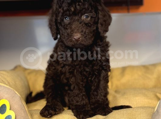 Nadi̇r Bulunan Renk Chocolate Toy Poodle görsel