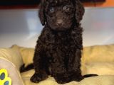 NADİR BULUNAN RENK CHOCOLATE TOY POODLE