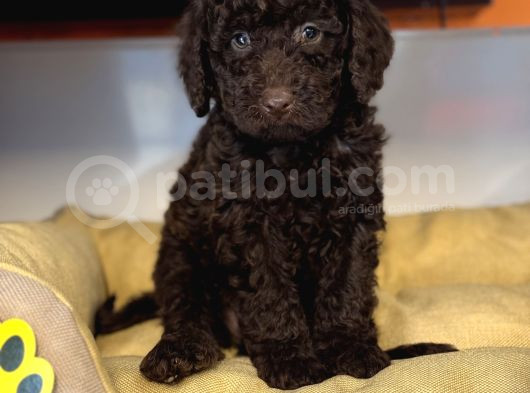 Nadi̇r Bulunan Renk Chocolate Toy Poodle