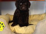 Nadi̇r Bulunan Renk Chocolate Toy Poodle