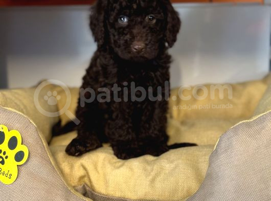 Nadi̇r Bulunan Renk Chocolate Toy Poodle görsel