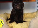 Nadi̇r Bulunan Renk Chocolate Toy Poodle