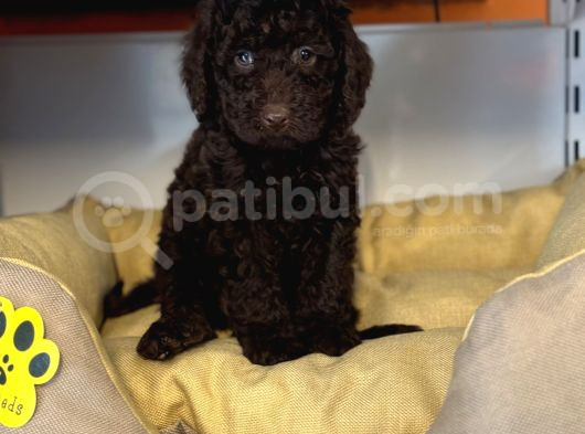 Nadi̇r Bulunan Renk Chocolate Toy Poodle görsel