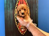 Apri̇cot Renk Toy Poodle Yavrularimiz