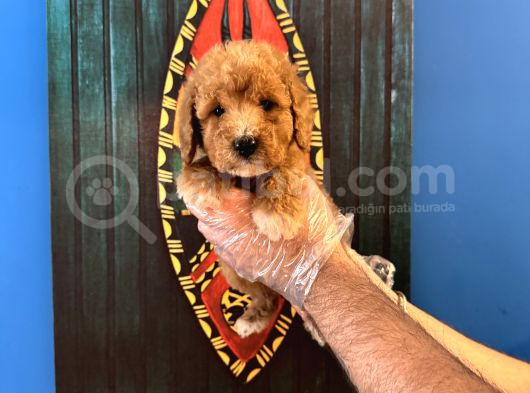 Apri̇cot Renk Toy Poodle Yavrularimiz görsel