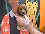 Apri̇cot Renk Toy Poodle Yavrularimiz
