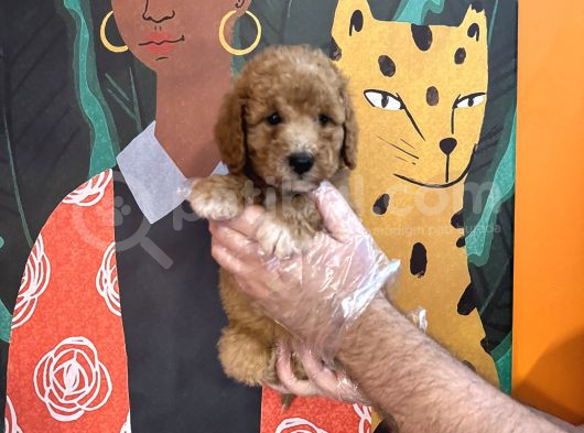 Apri̇cot Renk Toy Poodle Yavrularimiz görsel