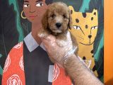 APRİCOT RENK TOY POODLE YAVRULARIMIZ