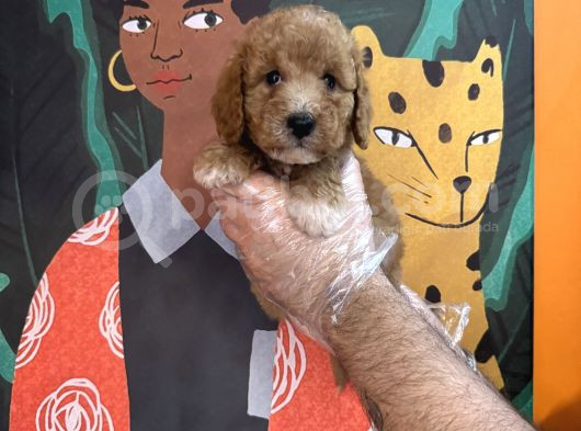 Apri̇cot Renk Toy Poodle Yavrularimiz