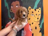 Apri̇cot Renk Toy Poodle Yavrularimiz