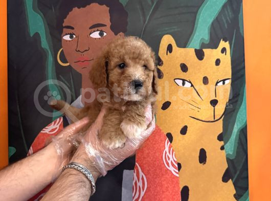 Apri̇cot Renk Toy Poodle Yavrularimiz görsel