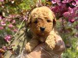Teacup Toy Poodle Yavrularimiz
