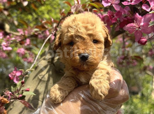 Teacup Toy Poodle Yavrularimiz görsel