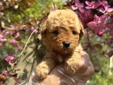 Teacup Toy Poodle Yavrularimiz
